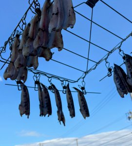 めひかり開き（自家干し）　焼き物