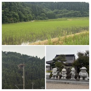 氷見の田んぼと来週のお知らせ
